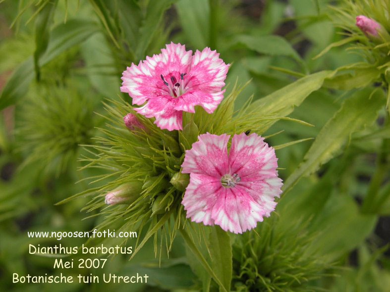 Dianthus barbatus