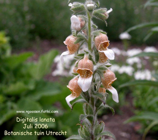 Digitalis lanata