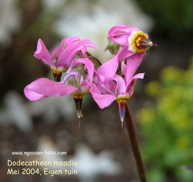 Dodecatheon meadia