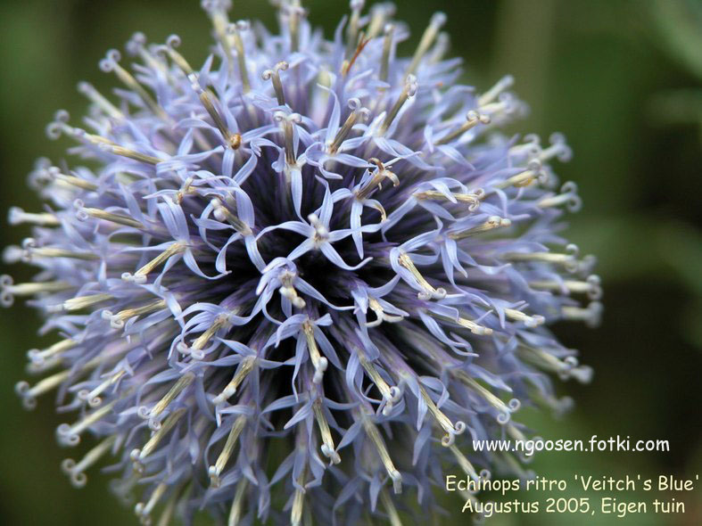 Echinops ritro 'Veitch's Blue'