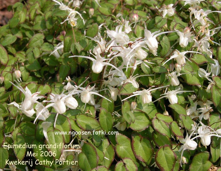 Epimedium grandiflorum