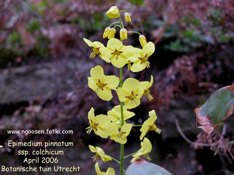 Epimedium pinnatum ssp. colchicum