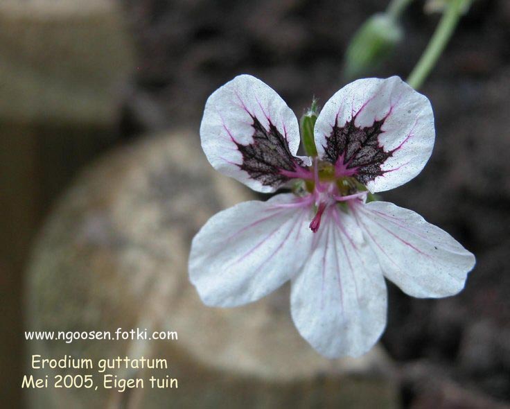 Erodium guttatum