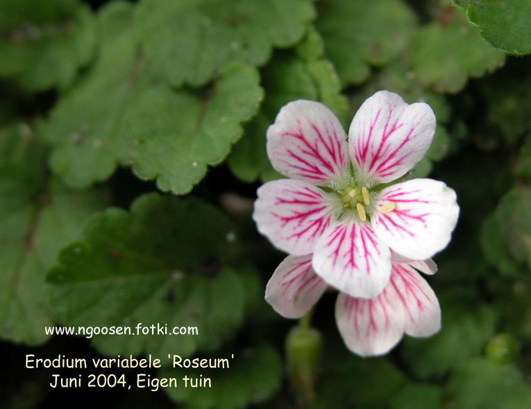 Erodium variabile 'Roseum'