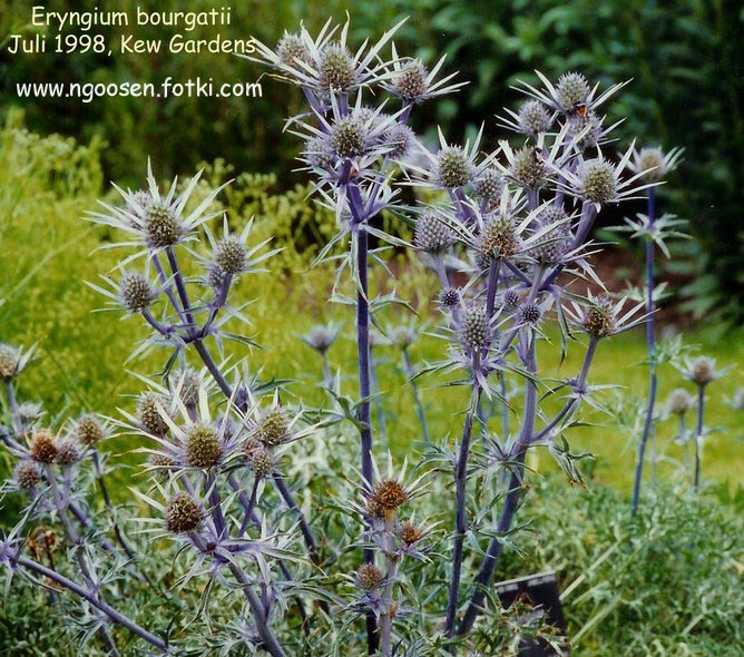 Eryngium bourgatii