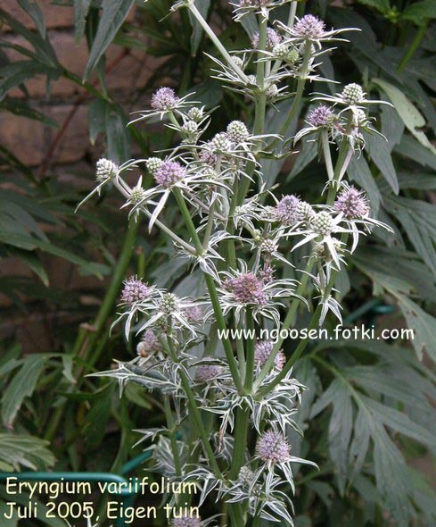 Eryngium variifolium