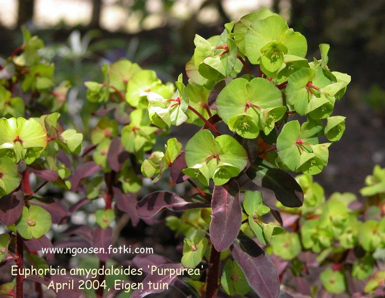 Euphorbia amygdaloides 'Purpurea'