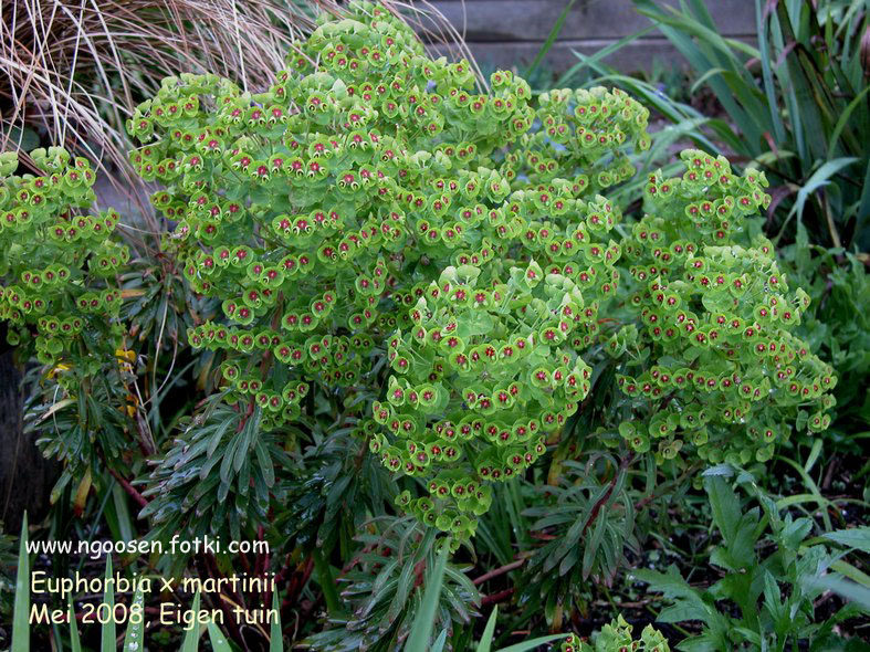 Euphorbia martinii