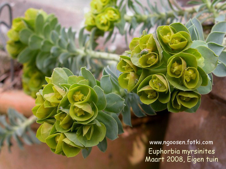 Euphorbia myrsinites