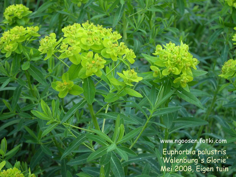 Euphorbia palustris 'Walenburg's Glorie'