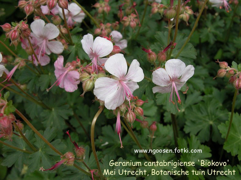 Geranium cantabrigiense 'Biokovo'