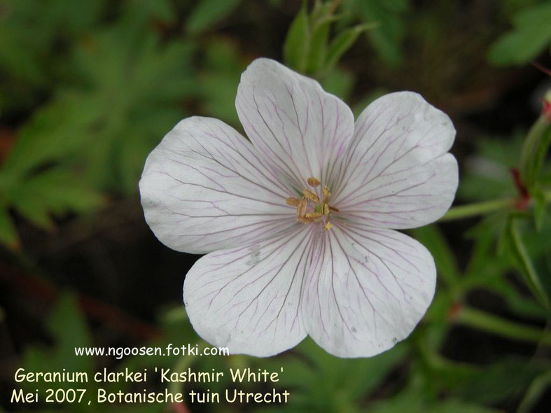 Geranium clarkei 'Kashmir White'