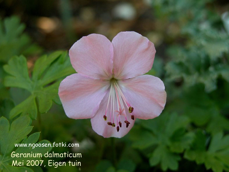 Geranium dalmaticum