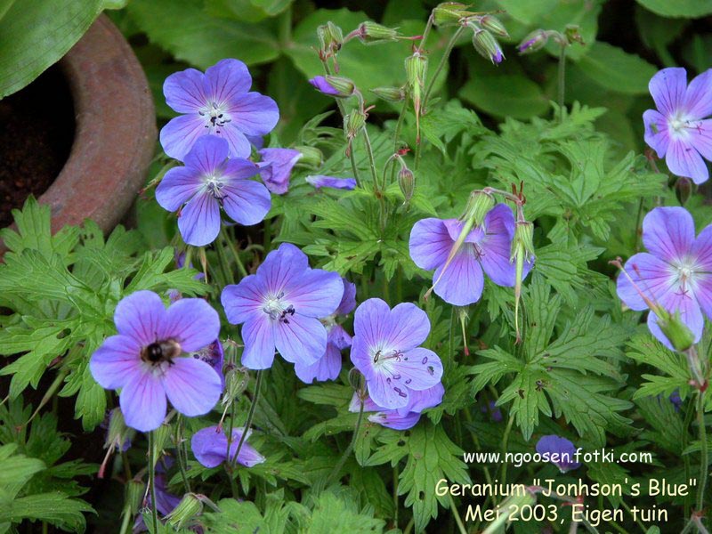 Geranium 'Johnson's Blue'