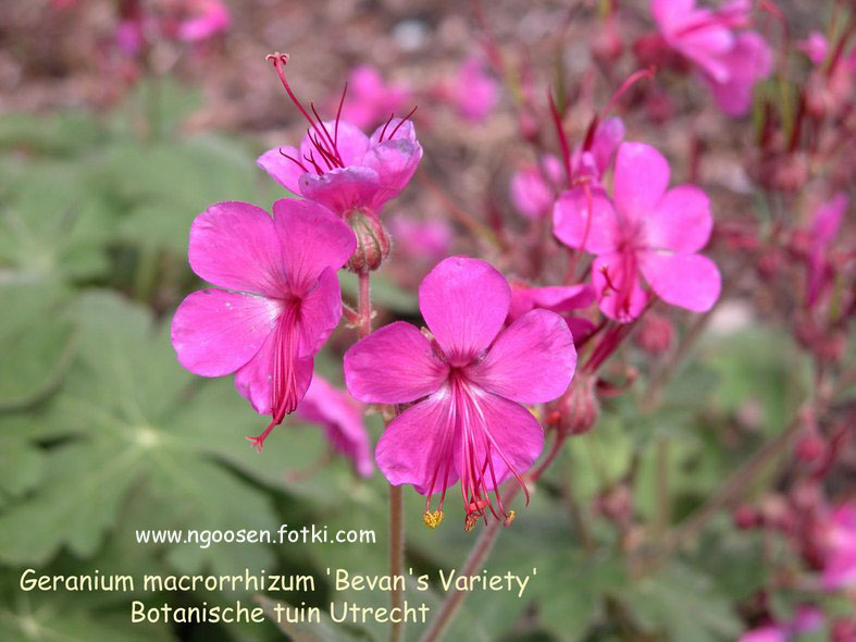 Geranium macrorrhizum 'Bevan's Variety'