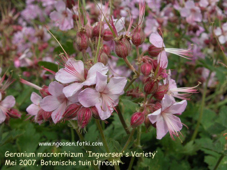 Geranium macrorrhizum 'Ingwersen's Variety'