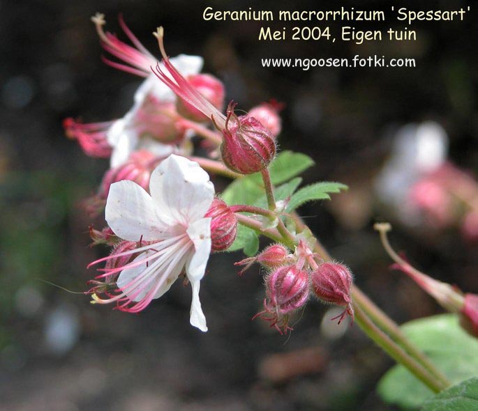 Geranium macrorrhizum 'Spessart'