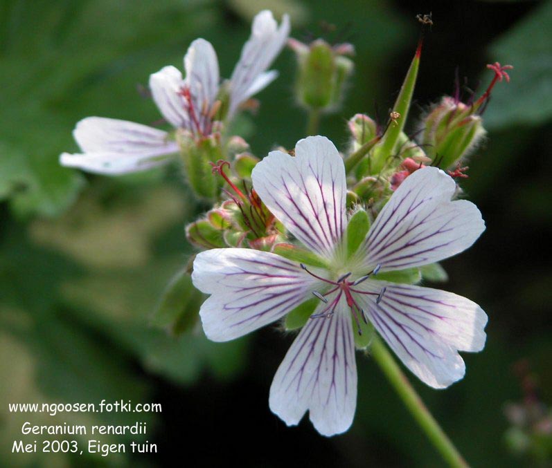 Geranium renardii