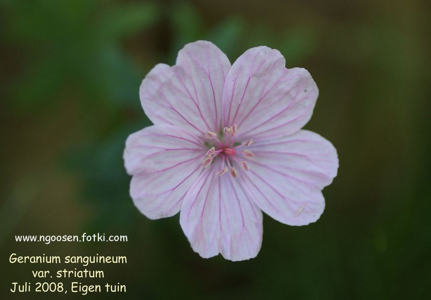 Geranium sanguineum var. striatum