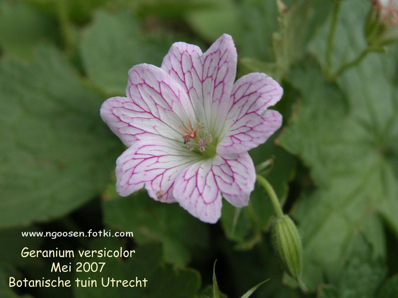 Geranium versicolor