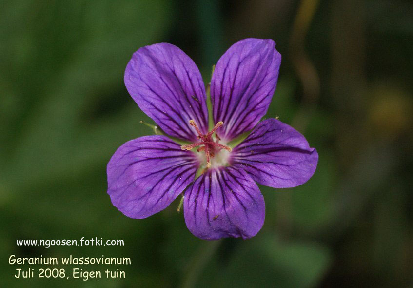 Geranium wlassovianum