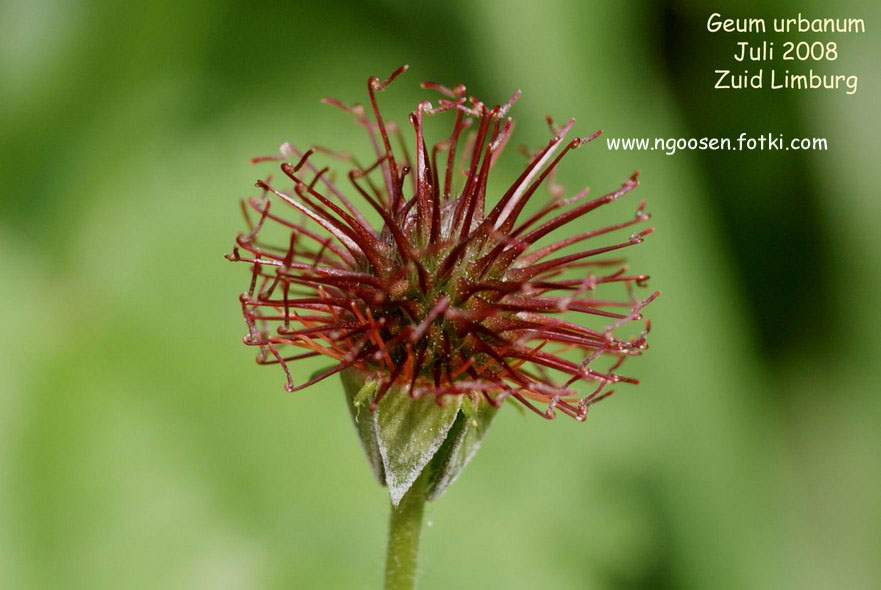 Geum urbanum