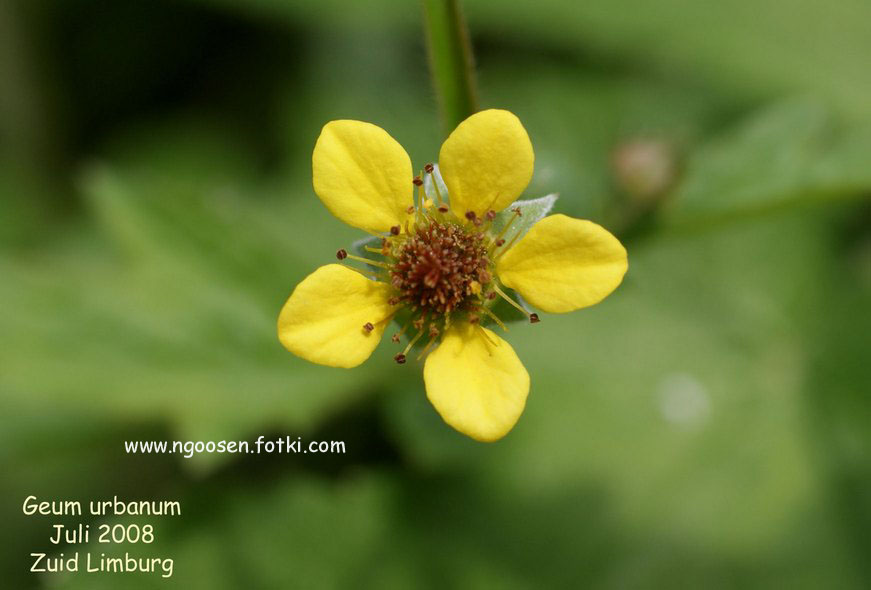 Geum urbanum