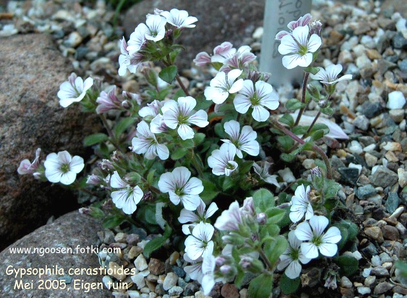 Gypsophila cerastioides