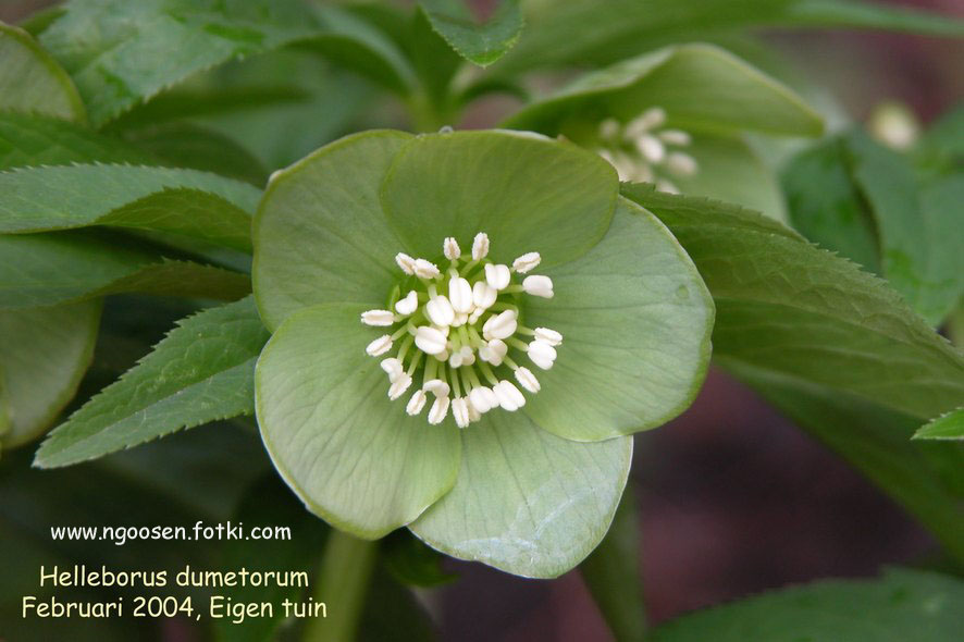 Helleborus dumetorum