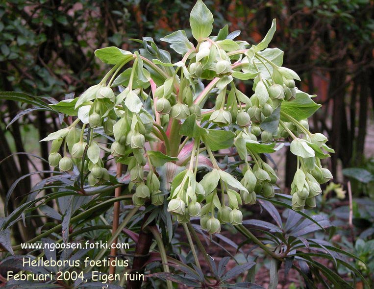 Helleborus foetidus