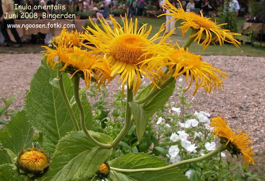 Inula orientalis