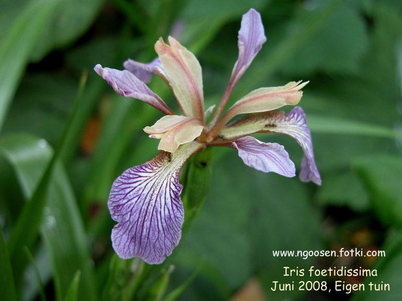 Iris foetidissima