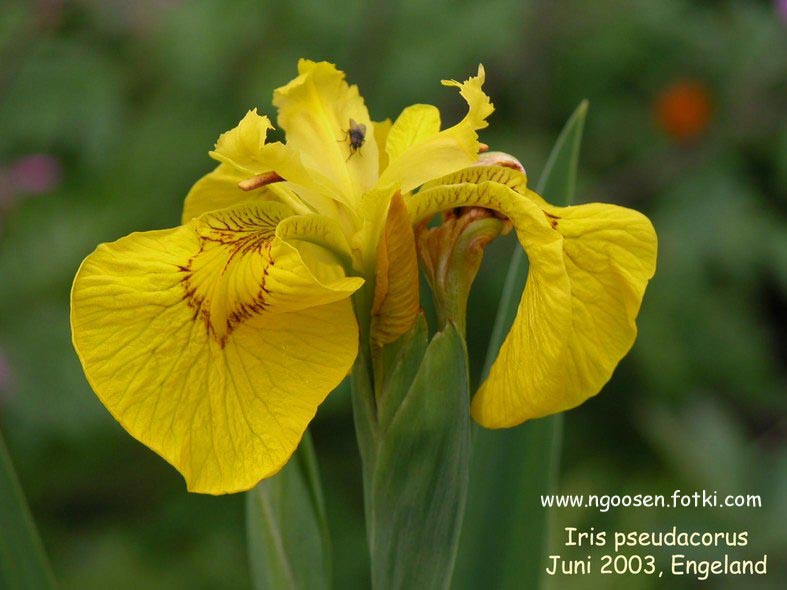 Iris pseudacorus