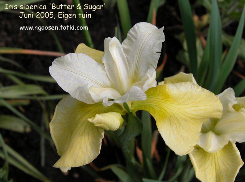 Iris sibirica 'Butter and Sugar'