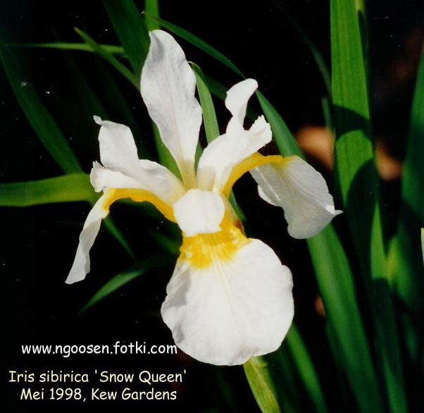 Iris sibirica 'Snow Queen'