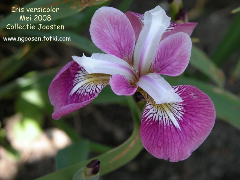 Iris versicolor