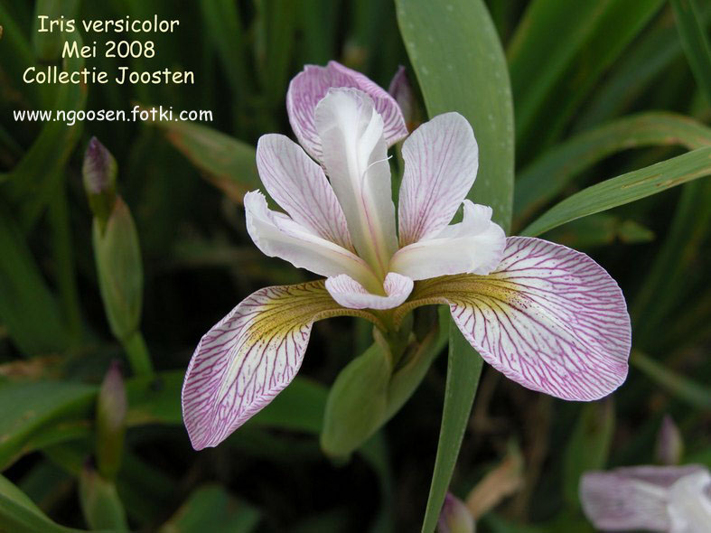 Iris versicolor