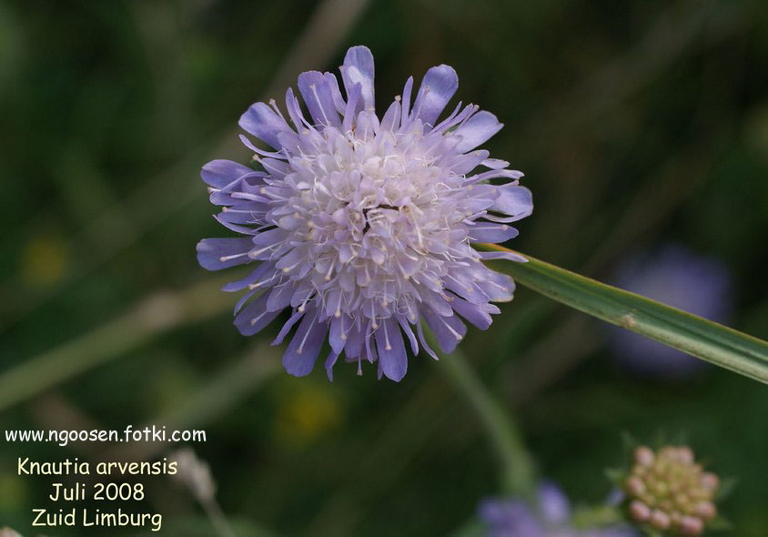 Knautia arvensis