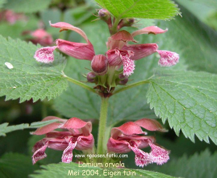 Lamium orvala