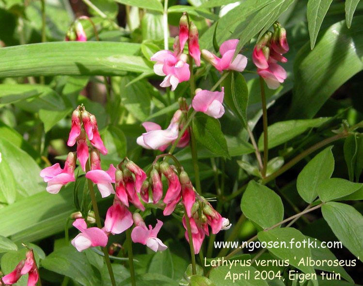 Lathyrus vernus 'Alboroseus'