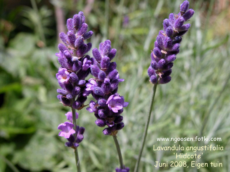 Lavandula angustifolia 'Hidcote'