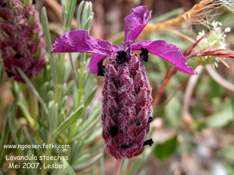 Lavandula stoechas