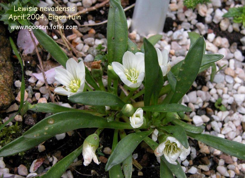 Lewisia nevadensis