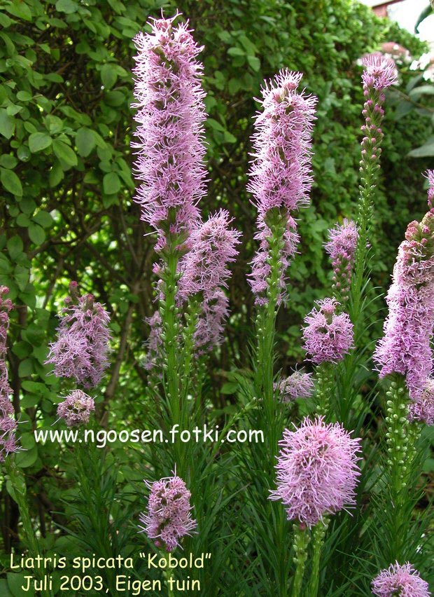 Liatris spicata 'Kobold'