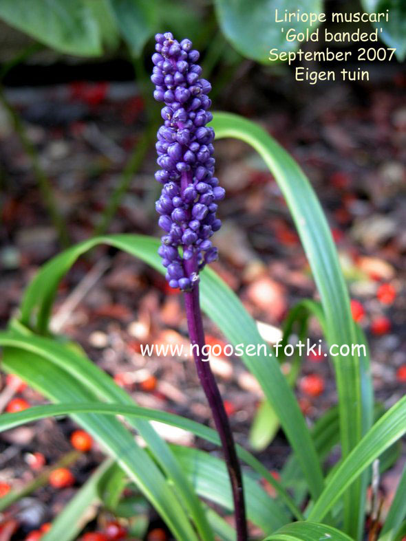 Liriope muscari 'Gold Banded'