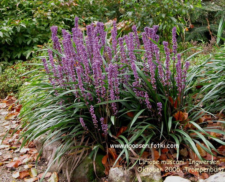 Liriope muscari 'Ingwersen'