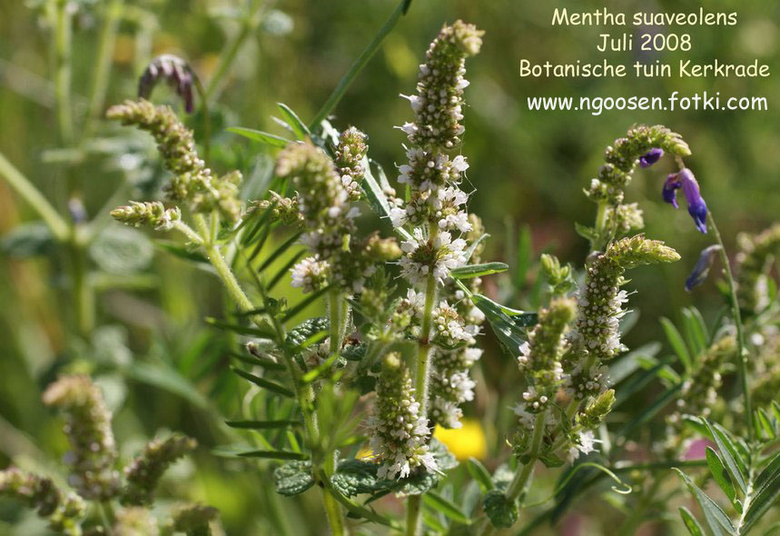 Mentha suaveolens