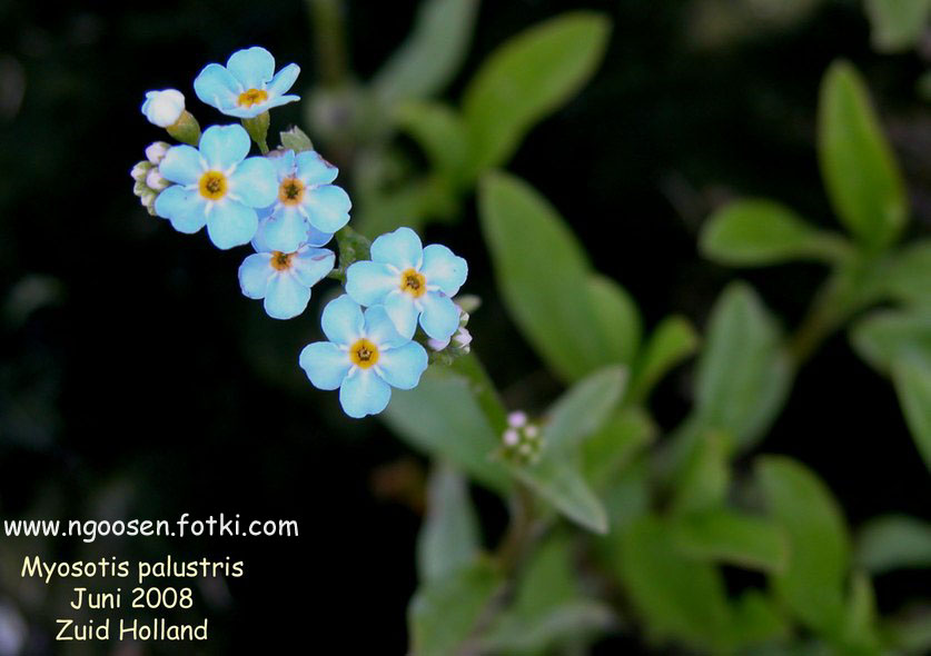 Myosotis palustris