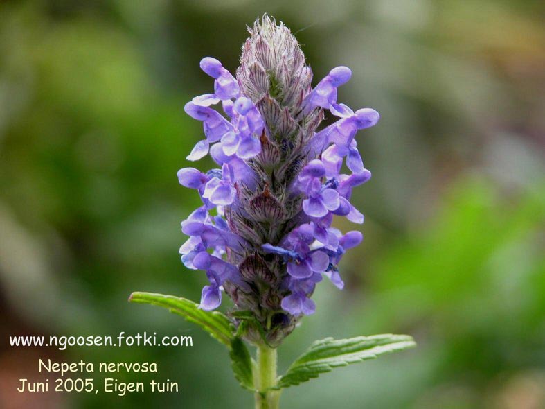 Nepeta nervosa