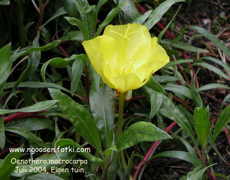 Oenothera macrocarpa